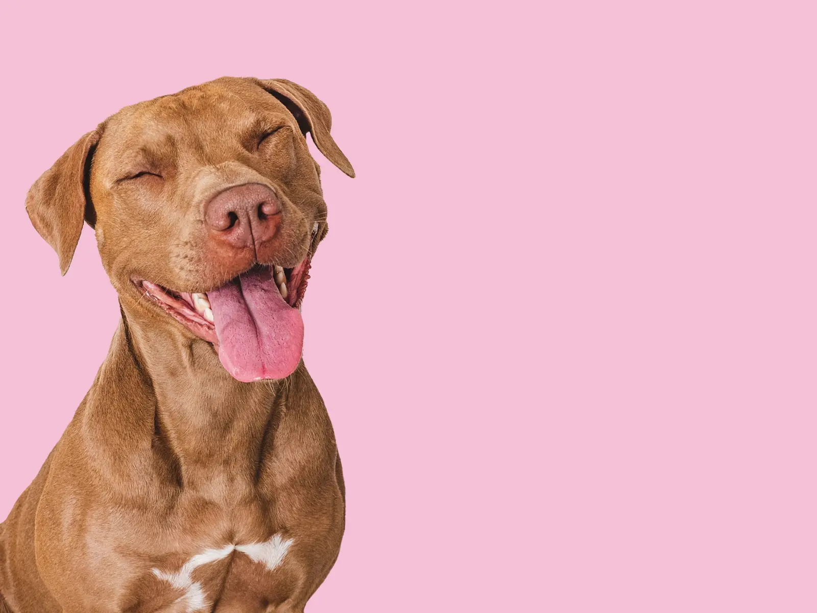 Perrito feliz de Sur Foods